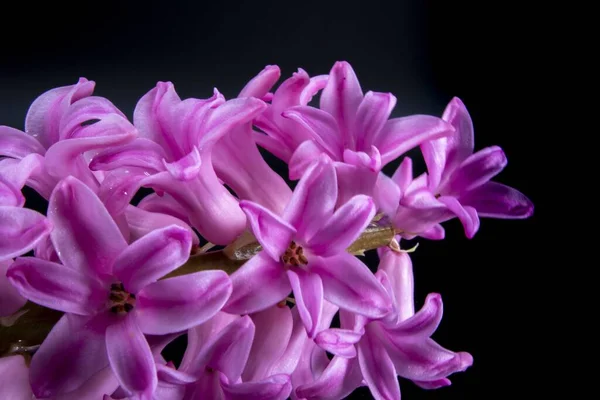 Egy Közeli Kép Rózsaszín Jácintvirág Csatolva Egy Szár Ellen Fekete — Stock Fotó
