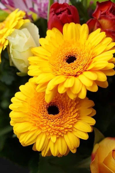 Közelkép Egy Gyönyörű Sárga Szirmú Afrikai Százszorszép Virágról — Stock Fotó