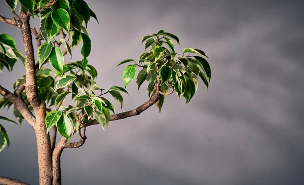 Nahaufnahme Einer Bonsai Pflanze Vor Grauem Hintergrund — Stockfoto