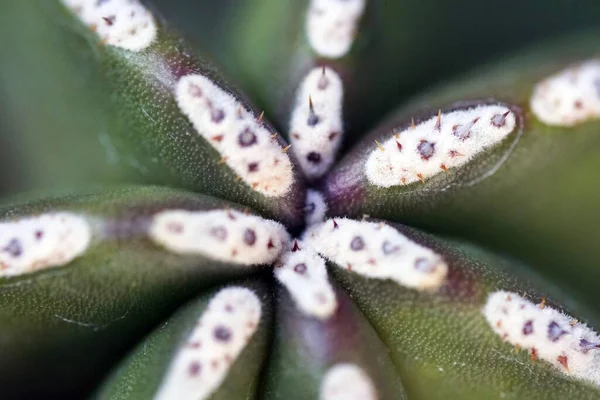 Nahaufnahme Eines Kaktus Mit Nadeln Tag — Stockfoto