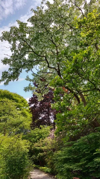 Tiro Ángulo Bajo Árboles Con Hojas Coloridas Parque — Foto de Stock