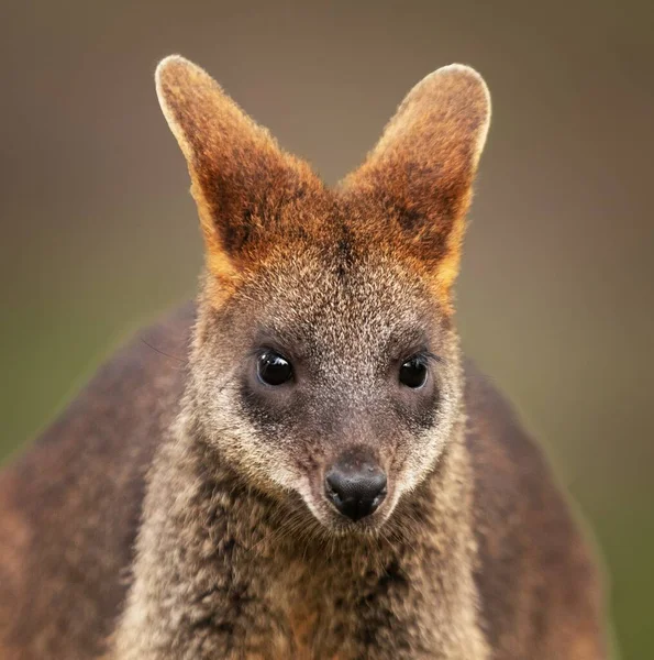 Detailní Záběr Dětské Wallaby Rozmazaným Pozadím — Stock fotografie