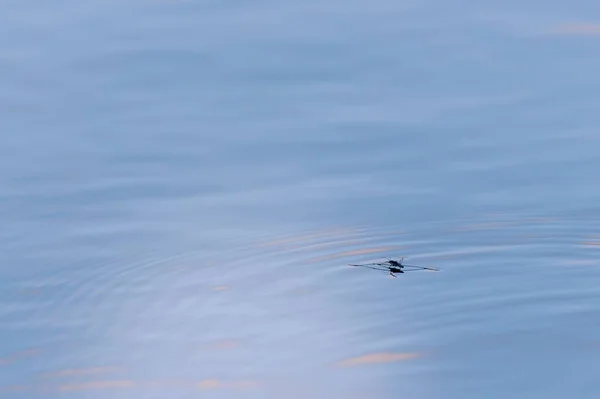 Ένα Κοντινό Πλάνο Μιας Αράχνης Μαύρου Νερού Στο Καθαρό Γαλάζιο — Φωτογραφία Αρχείου