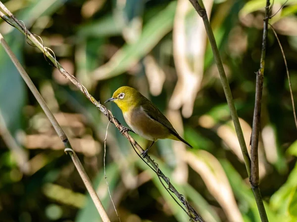 Selective Focus Shot Cute Warbling White Eye Resting Twig Izumi — Stock Photo, Image