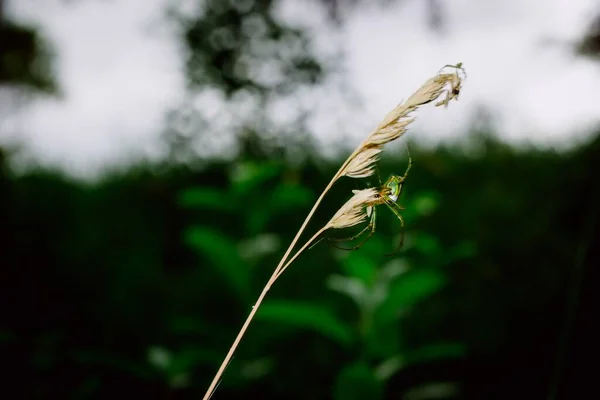 Eine Selektive Fokusaufnahme Einer Grünen Spinne Auf Der Pflanze Mit — Stockfoto