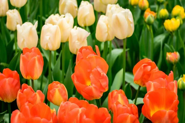 Beau Cliché Des Tulipes Colorées Sur Terrain Par Une Journée — Photo