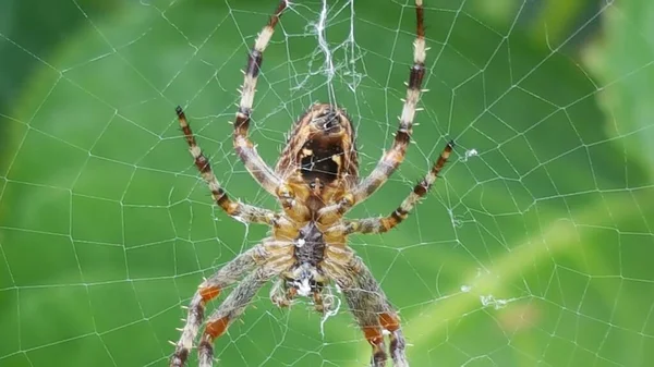 Tiro Seletivo Foco Uma Aranha Que Anda Sobre Teia — Fotografia de Stock