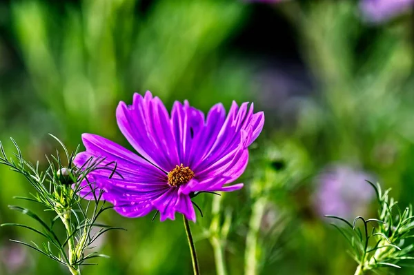 Фиолетовый Цветок Окруженный Зеленой Травой Днем — стоковое фото