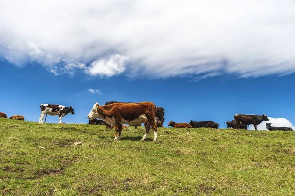 Las Colinas Cubiertas Vegetación Rodeadas Vacas Pastando Bajo Luz Del — Foto de Stock