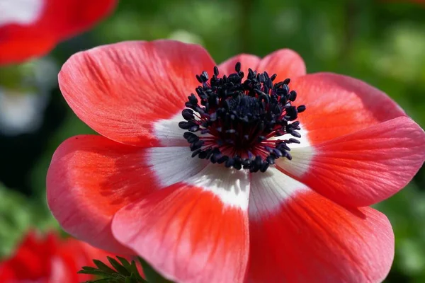 Closeup Shot Flower Stamens — Stock Photo, Image