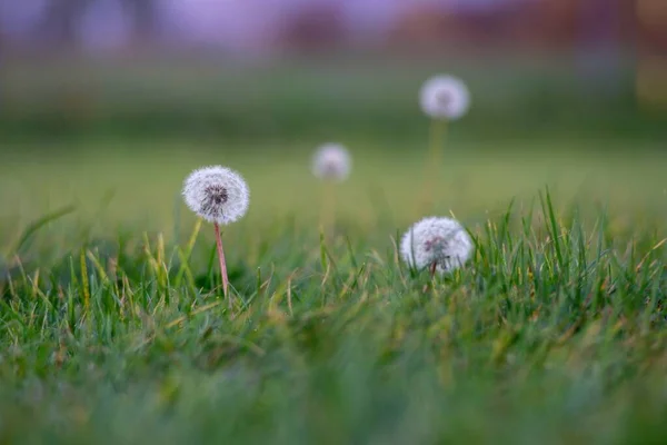 Närbild Bild Bild Vackra Maskros Blommor Gräsbevuxen Fält — Stockfoto