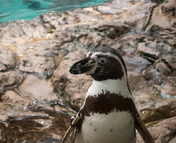 背景に岩や水で横に見えるペンギンのクローズアップショット — ストック写真