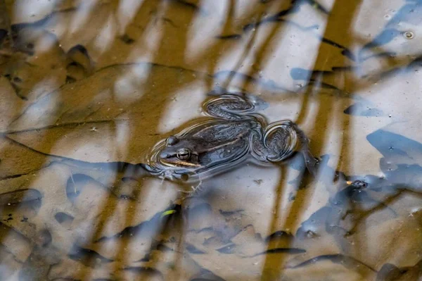 池塘里一只青蛙的特写镜头 它有秋天的叶子 — 图库照片