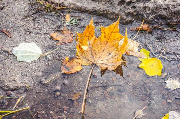 雨水溜りの中に乾いた紅葉 — ストック写真