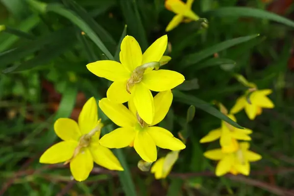 Closeup Daffodils Garden Sunlight Blurred Background — Stock Photo, Image