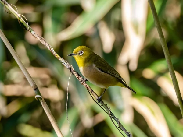 Selektywne Ujęcie Ostrości Słodkiego Warbling White Eye Spoczywającego Gałązce Lesie — Zdjęcie stockowe