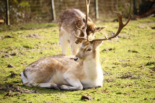 Two White Tailed Deers Field Surrounded Greenery Sunlight Blurry Background — Stock Photo, Image