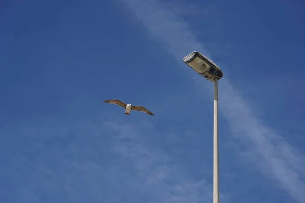 Tiro Ângulo Baixo Uma Gaivota Voando Céu Azul Claro Durante — Fotografia de Stock