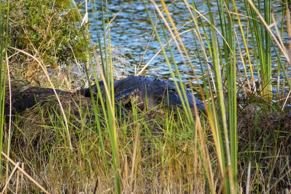 Alligator Omgiven Gräset Nära Sjö Solljuset Florida Usa — Stockfoto