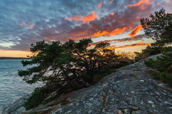 Ein Einzelner Baum Ufer Eines Sees Bei Sonnenuntergang — Stockfoto