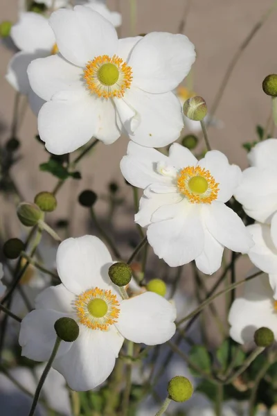 Closeup Shot White Blooming Flowers Garden Sunny Day — Stock Photo, Image