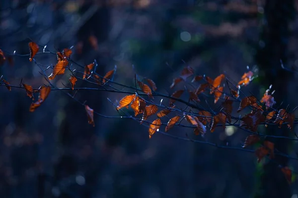 克罗地亚萨格勒布Maksimir公园一个树枝上的褐色叶子的选择性焦点照片 背景模糊不清 — 图库照片