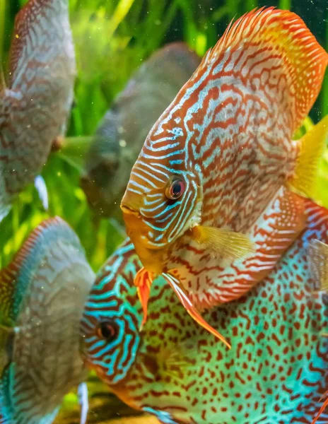 Eine Nahaufnahme Unterwasseraufnahmen Der Schönen Fische Der Braune Diskus — Stockfoto