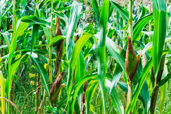 Selektiv Fokusbild Liktornar Fältet — Stockfoto