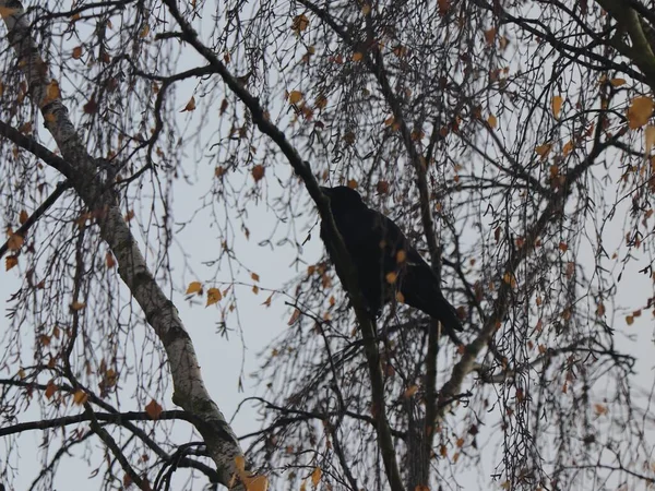 Низькокутний Знімок Воронного Птаха Лежить Гілці Дерева Розмитим Тлом — стокове фото