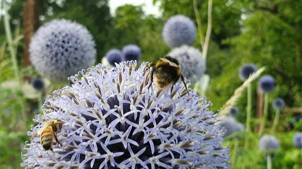 Selektivní Záběr Včely Květ Echinops — Stock fotografie