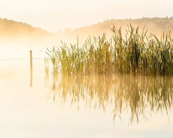 Ein Kleiner Teich Mit Pflanzen Der Nähe Und Die Reflexion — Stockfoto