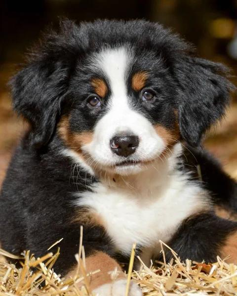 Close Adorável Filhote Cachorro Montanha Bernese — Fotografia de Stock