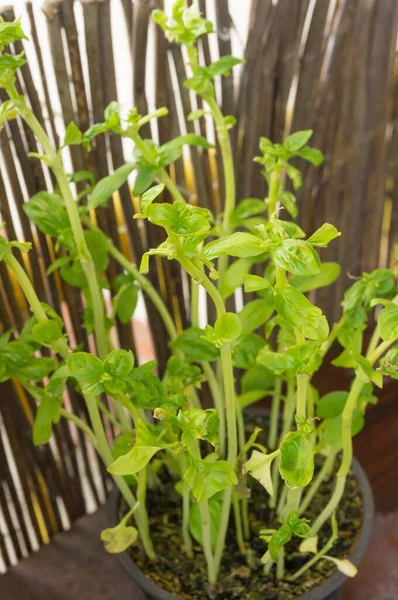 背景がぼやけている鍋に緑のバジルの植物のクローズアップショット — ストック写真