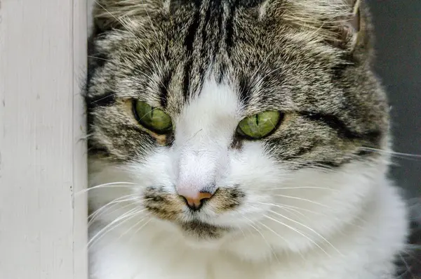 緑の目の子猫のクローズアップショット — ストック写真
