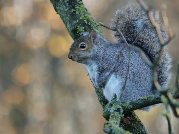 Selective Focus Shot Squirrel Tree Blurred Background — Stock Photo, Image