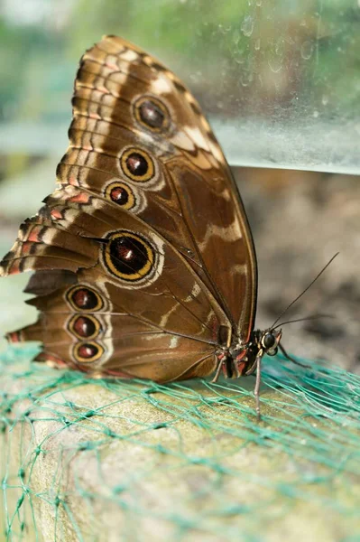 背景がぼやけた青い網の上に座っている蝶のクローズアップ — ストック写真