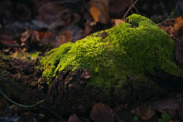 Selektivt Fokusbilde Grønn Mose Som Vokser Toppen Rot Maksimir Forest – stockfoto