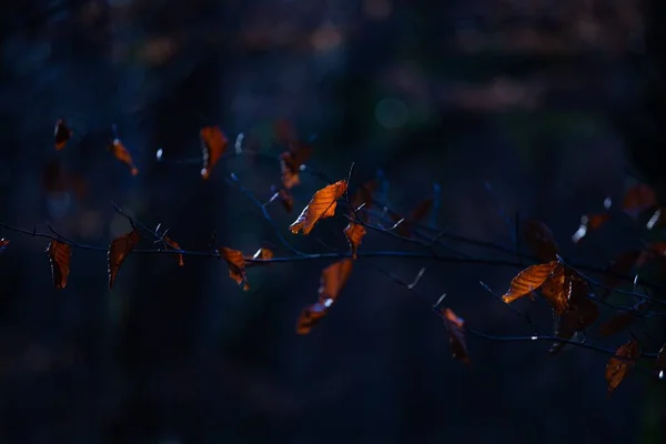 Eine Selektive Fokusaufnahme Brauner Blätter Auf Einem Ast Maksimir Park — Stockfoto