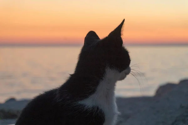 석양을 배경으로 해변의 귀엽고 고양이의 — 스톡 사진