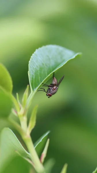 Gros Plan Une Mouche Sur Une Feuille Verte Avec Fond — Photo