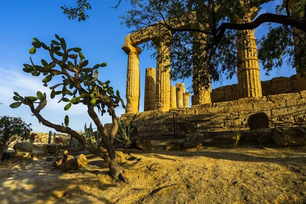 Uma Pera Espinhosa Perto Das Ruínas Templo Juno Valle Dei — Fotografia de Stock