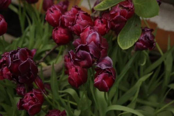 Een Tuin Van Prachtige Paarse Tulpen Een Wazige Achtergrond — Stockfoto