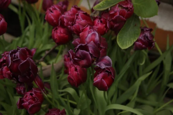 Jardim Belas Tulipas Roxas Fundo Borrado — Fotografia de Stock