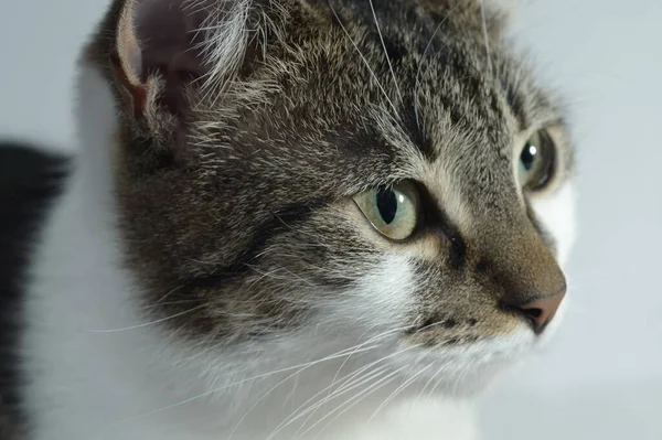 Nahaufnahme Eines Katzenkopfes Mit Grauen Augen — Stockfoto