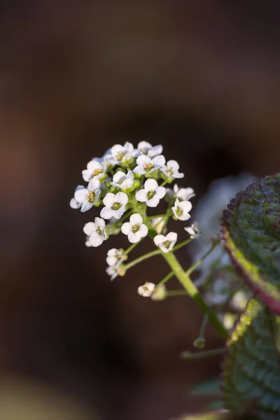 Tiro Seletivo Foco Uma Flor Branca Fresca Floresta Com Fundo — Fotografia de Stock