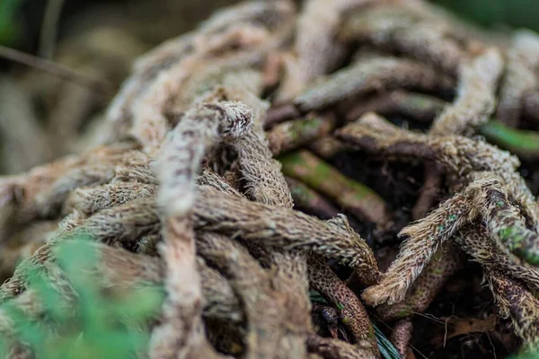 Tiro Seletivo Foco Ramos Curvos Torcidos Planta — Fotografia de Stock