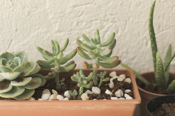 Una Variedad Suculentas Que Crecen Una Olla Barro Con Guijarros —  Fotos de Stock