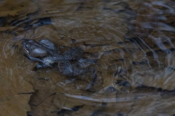 Een Close Shot Van Een Kikker Zwemmen Waterplas — Stockfoto