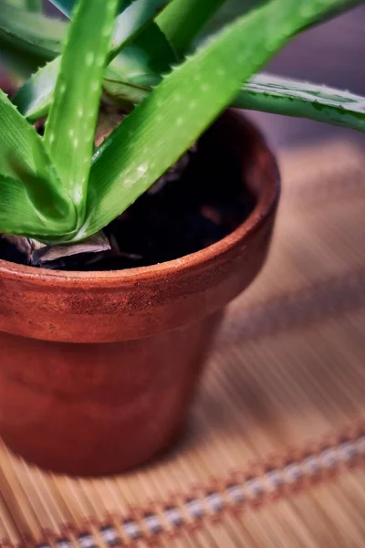 Closeup Shot Aloe Vera Plant Clay Pot Wooden Mat — Stock Photo, Image