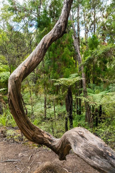 Vertical Shot Several Trees Growing Forest — Stock Photo, Image